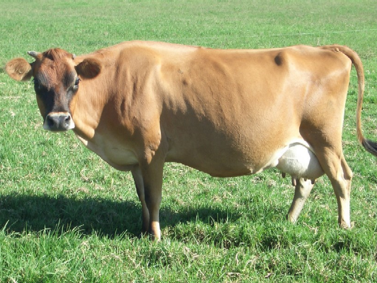 दक्षिण कोरियावाट उन्नत जातका साँढे र गाई नेपाल ल्याईदै