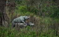 रतिरागमा मर्छन् धेरै गैँडा