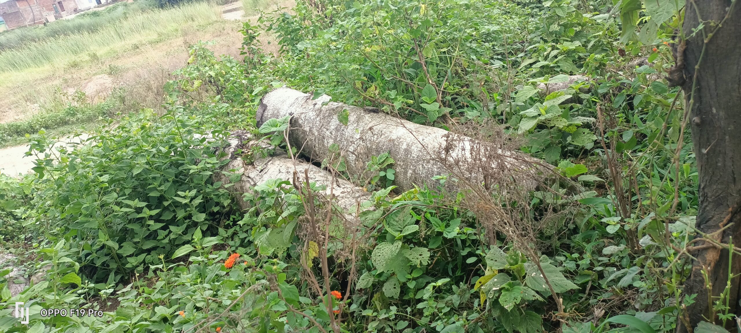 वन कर्मचारीको मिलेमतोमा सिरहाका चुरे क्षेत्रमा व्यापक काठ तस्करी