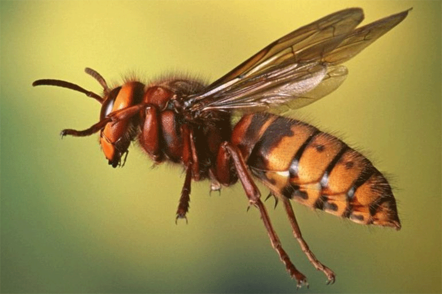 अरिङ्गालले टोकेर बागलुङमा एक जनाको मृत्यु