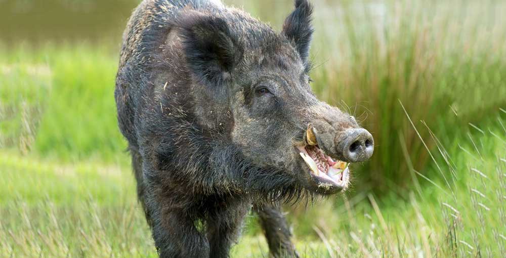 मर्निङवाकमा निस्किएका भरतपुरका एक व्यक्तिको बँदेलको आक्रमणबाट मृत्यु