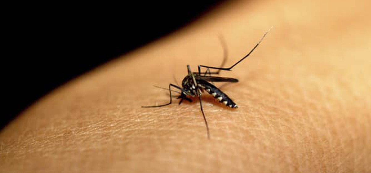 देशभर डेंगु संक्रमित ११ हजार नाघे