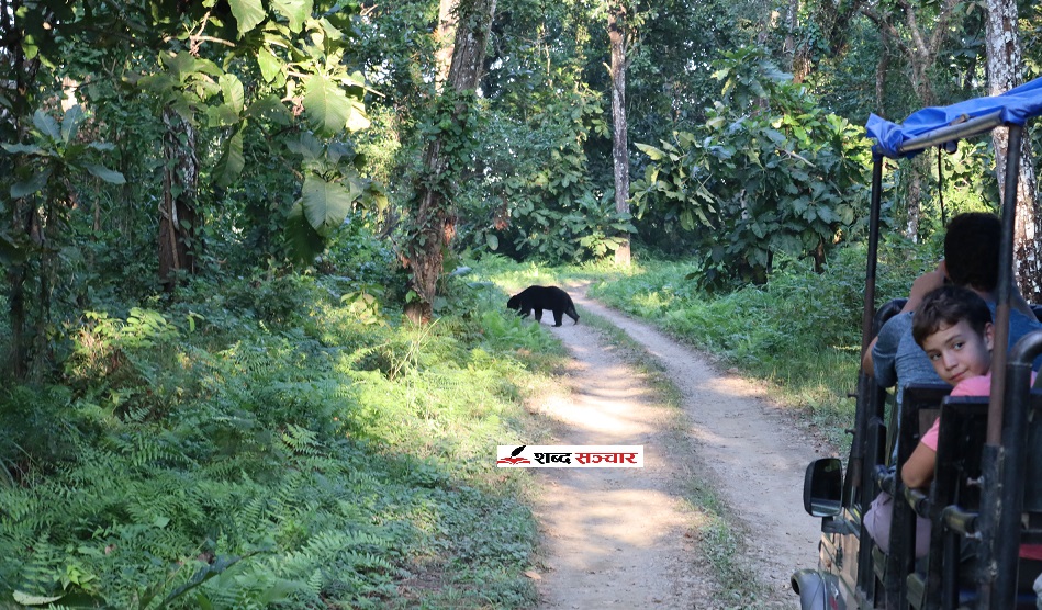 सौराहामा सफारी गर्ने आन्तरिक पर्यटकको भीड, बाह्य पर्यटक किन आएनन् ?