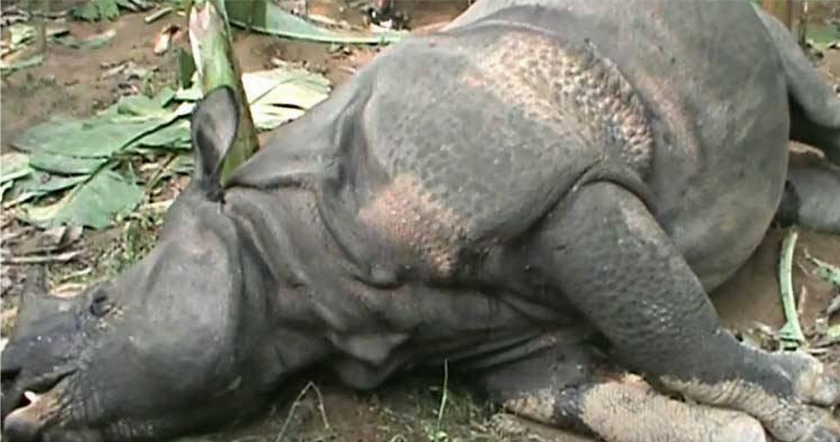 चितवन राष्ट्रिय निकुञ्जको मध्यवर्ती क्षेत्रमा भाले गैंडा मृत फेला