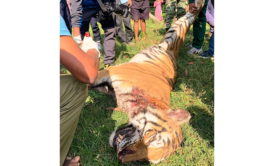 बर्दियाको सामुदायिक वनमा भेटियो मृत पाटे बाघ