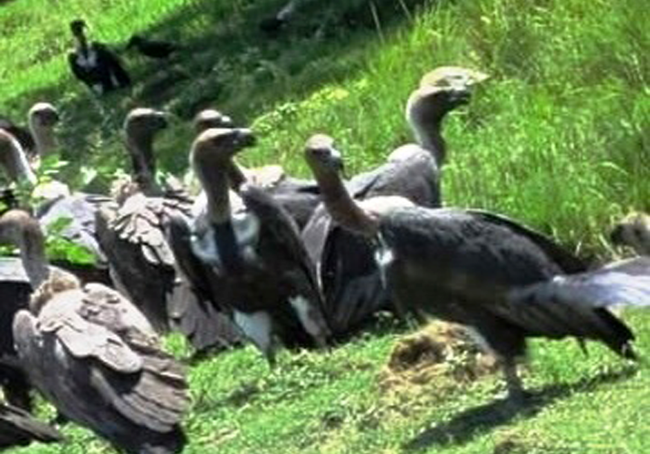 सङ्कटमा प्रकृतिका कुचीकार गिद्ध, पर्यावरणका लागि खतरा