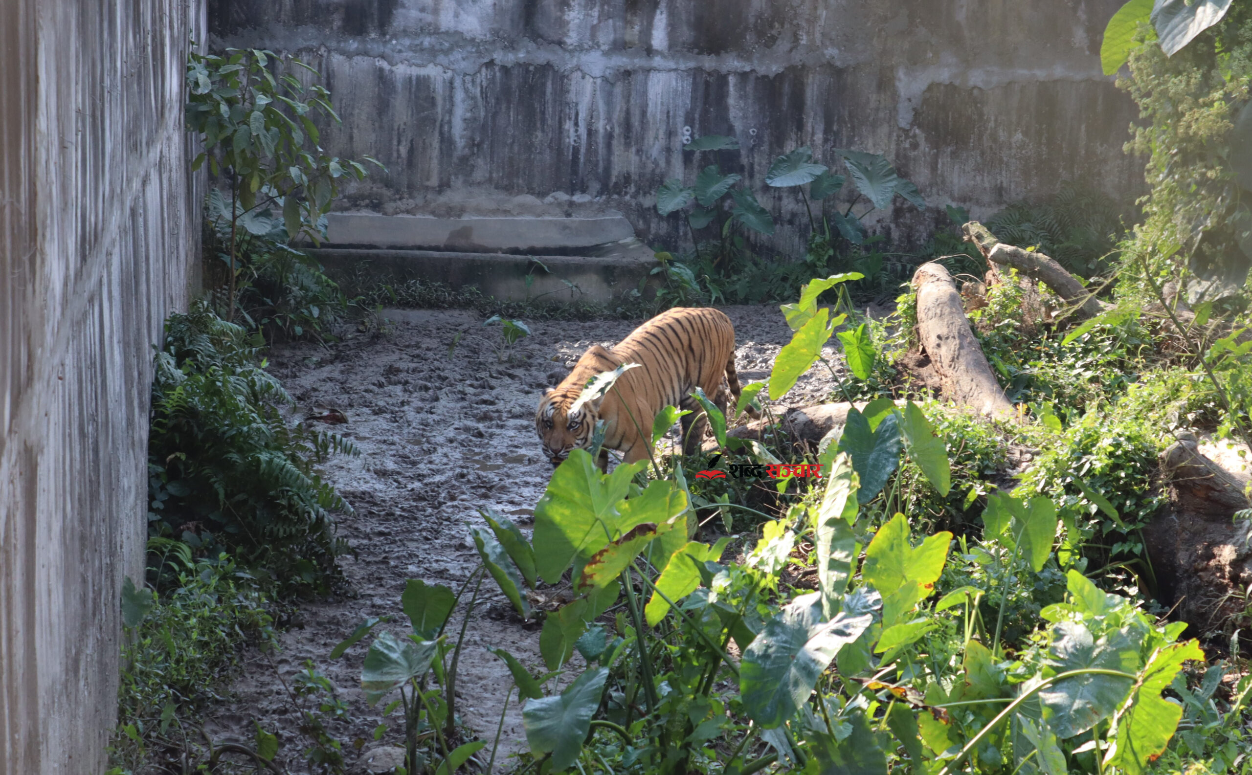 मान्छे खाएका पाँच बाघ, जसले भोगिरहेका छन् ‘कैद सजाय’