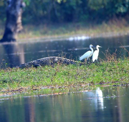 आजदेखि देशभर चरा गणना गरिँदै, चितवनमा भोलिदेखि