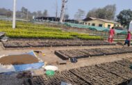 साढे दुई लाखबढी विरुवा उत्पादन गर्दै वन, विरुवामा नागरिकको रुची परिवर्तन