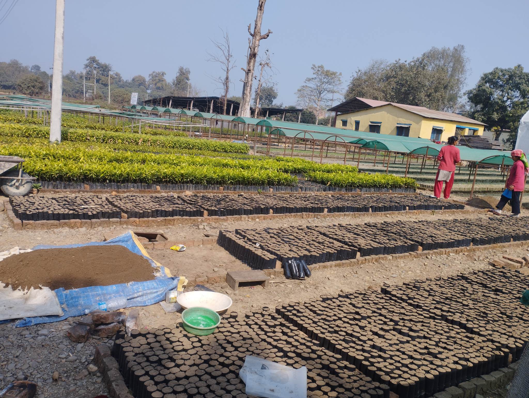साढे दुई लाखबढी विरुवा उत्पादन गर्दै वन, विरुवामा नागरिकको रुची परिवर्तन