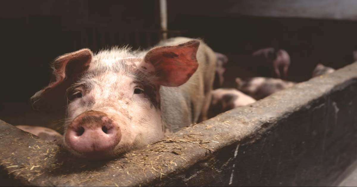 चितवनमा ‘अफ्रिकन स्वाइन फिवर’ले दुई हजारबढी बङ्गुर मरे