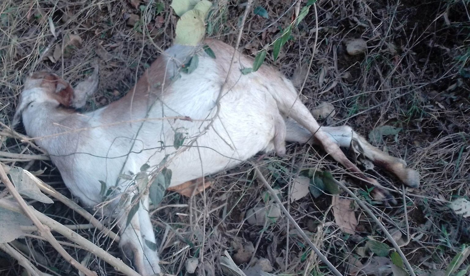 विद्युत् कार्यालय गैंडाकोटको चरम लापरबाही, तारमा परेर किसानका बाख्रा मरे