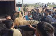 कञ्चनपुरमा नरभक्षी बाघ नियन्त्रणमा