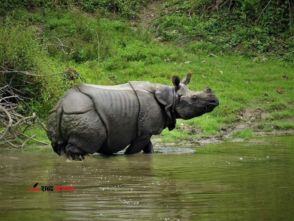 चितवनमा गैंडाको आक्रमणबाट एक जना घाइते, अवस्था गम्भीर