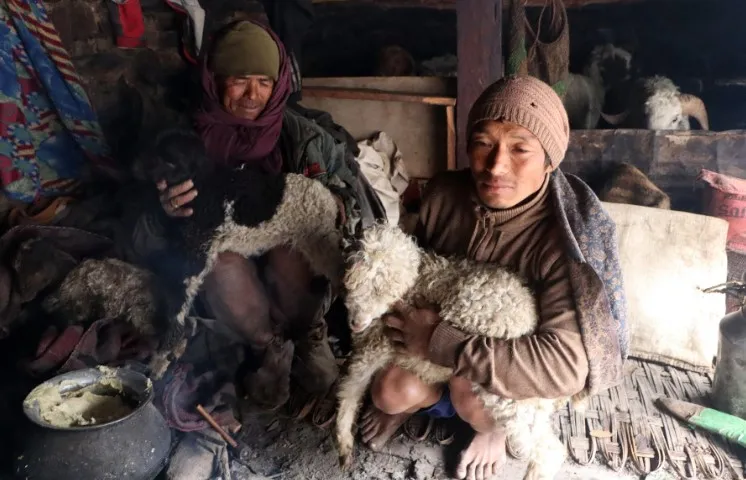 बेमौसमी झरीले भेडा मर्न थाले