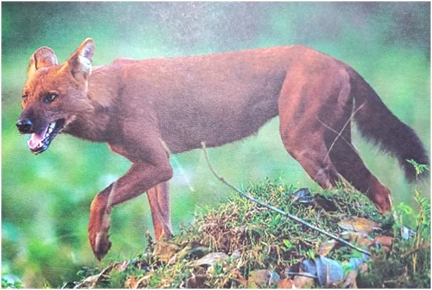 बागलुङमा कुकुर पाल्न अब दर्ता अनिवार्य