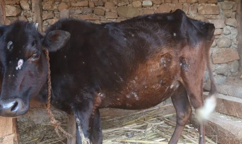 पाँच प्रदेशमा फैलियो गाईभैँसीमा लाग्ने ‘लम्पी स्किन’