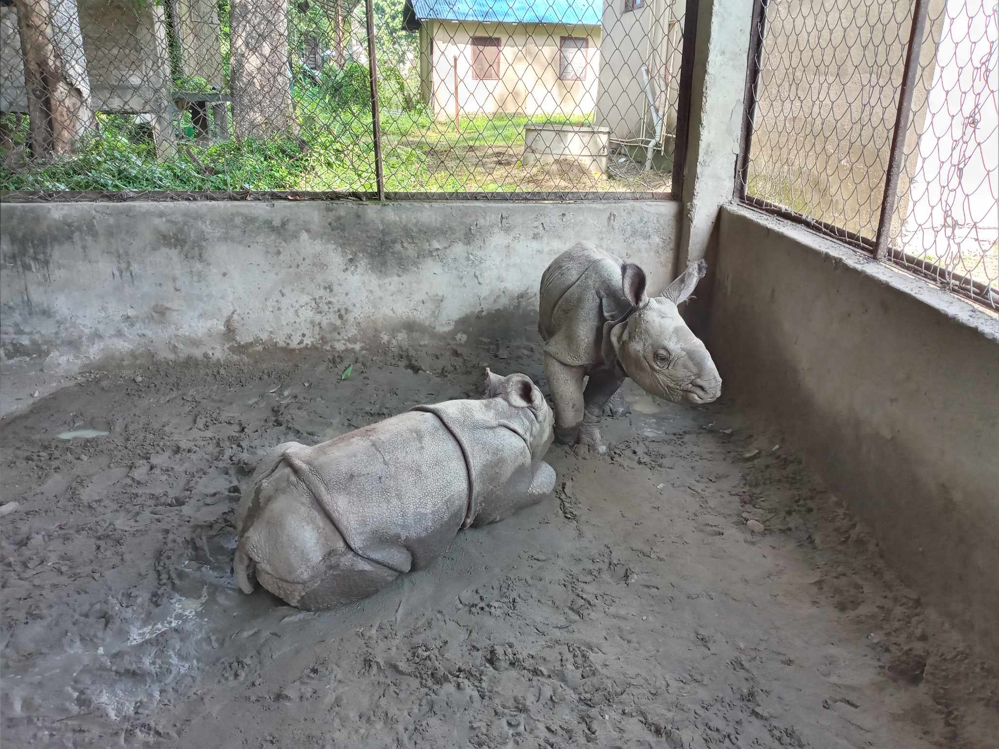 लालुलाई थपियो गैंडाका दुई केटाको जिम्मेवारी