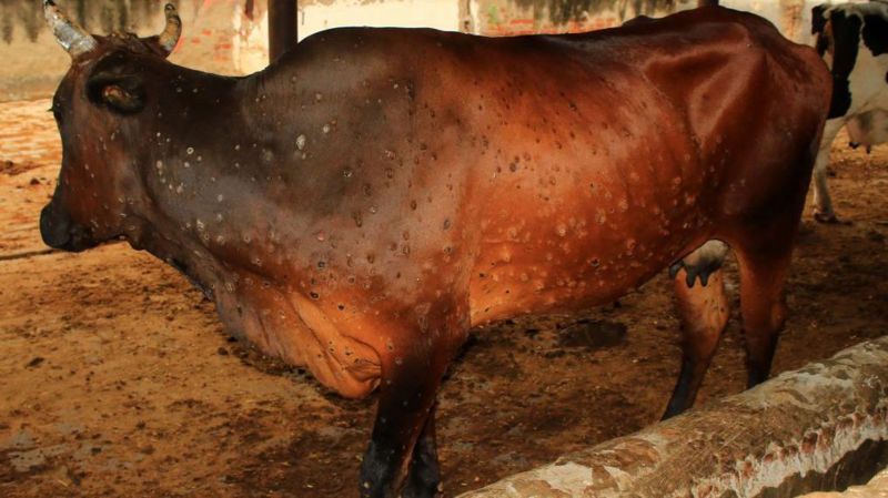 लम्पी स्किन रोगबाट देशभर ५२ हजारभन्दा बढी पशुको मृत्यु