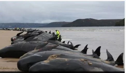 स्कटल्याण्डको तटमा ५० ब्हेल माछाहरु मारिएका अवस्थामा भेटिए