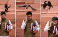 भारतीय सांसद चड्ढालाई संसद परिसरमै कागले आक्रमण गरेपछि..