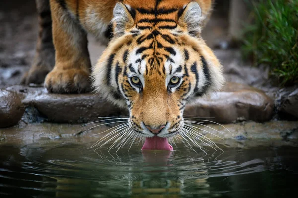 माछा मार्ने क्रममा बाघको आक्रमणबाट एक पुरुषको घटनास्थलमै मृत्यु