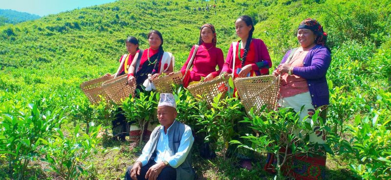अब बागलुङको रेशमा इलामको झल्को दिने चिया बगान