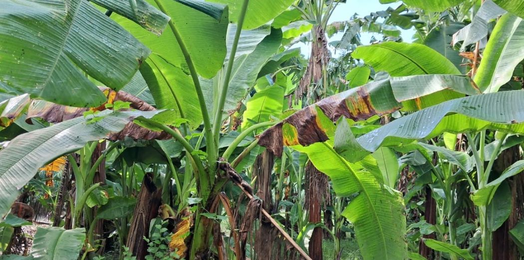 चितवनको केरामा ‘ओइलाउने’ रोग