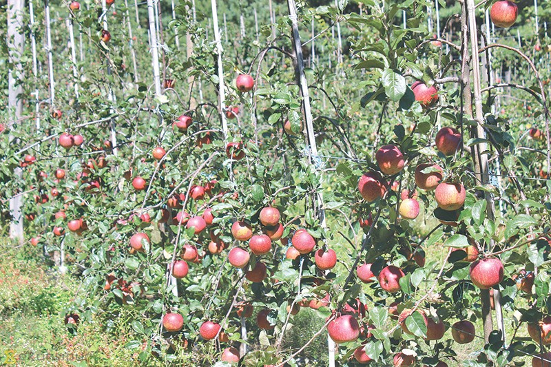 मुस्ताङमा असोज नलागेसम्म स्याउ टिप्न नपाइने