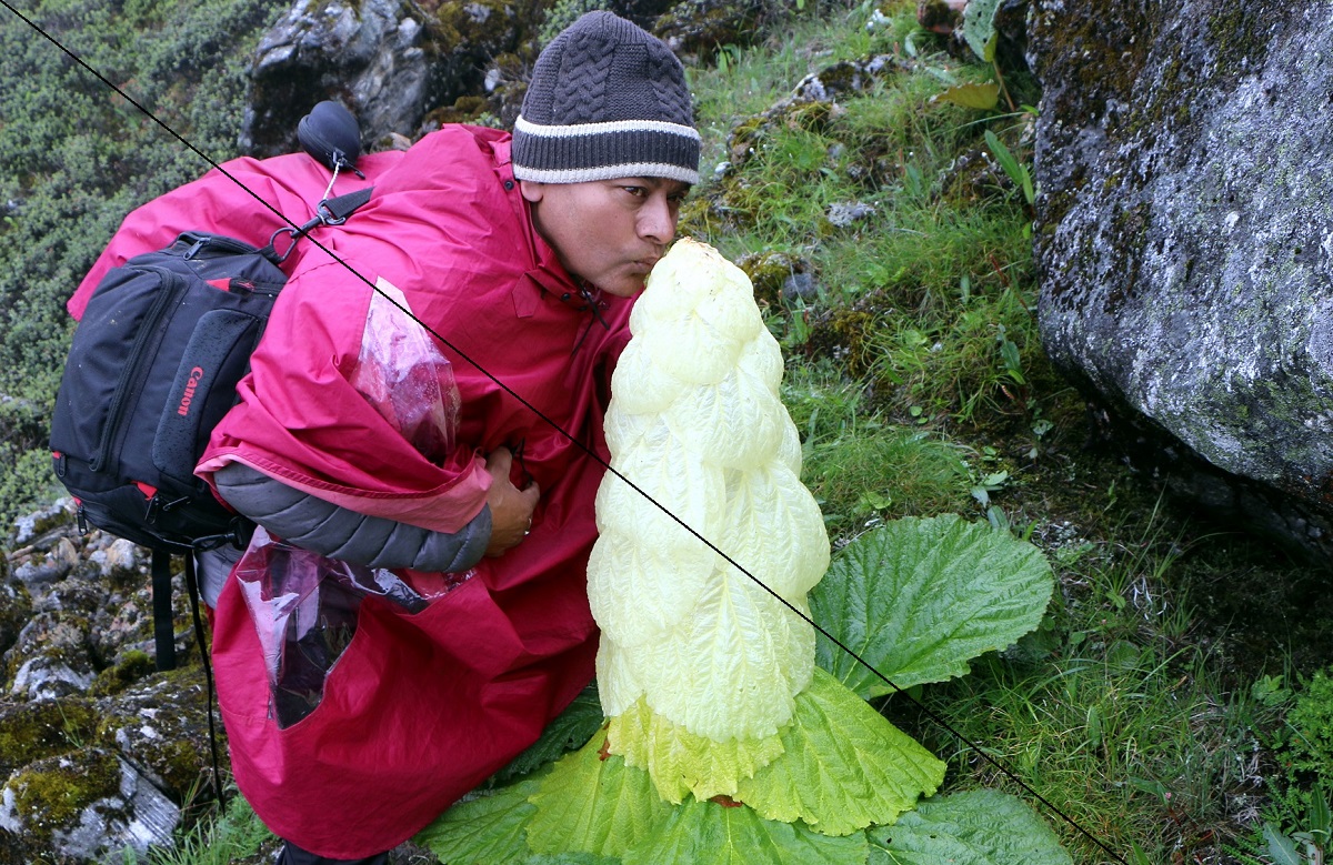 पदमचाल फूललाई एक चुम्बन