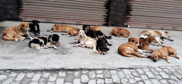 काठमाडौँका करिब छ हजार सामुदायिक कुकुरको बन्ध्याकरण गरिने