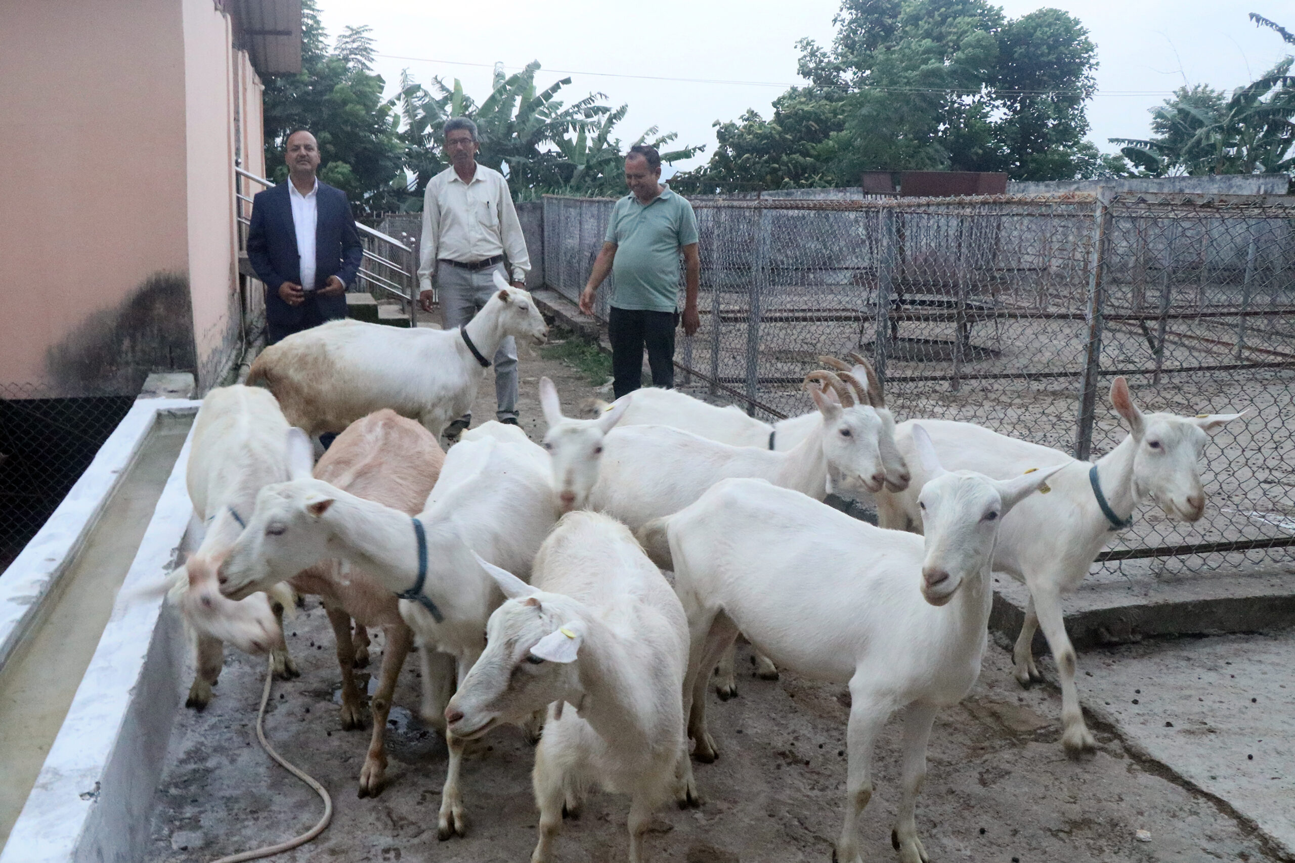 तनहुँमा बाख्राको दूधबाट बनेको चिजको माग बढ्यो