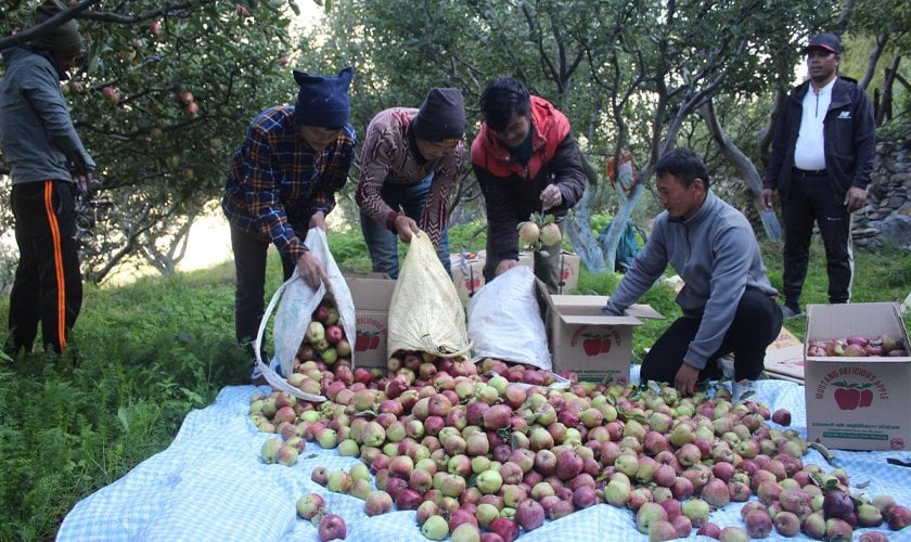बेमौसमी वर्षाले मुस्ताङमा स्याउ उत्पादन घट्यो