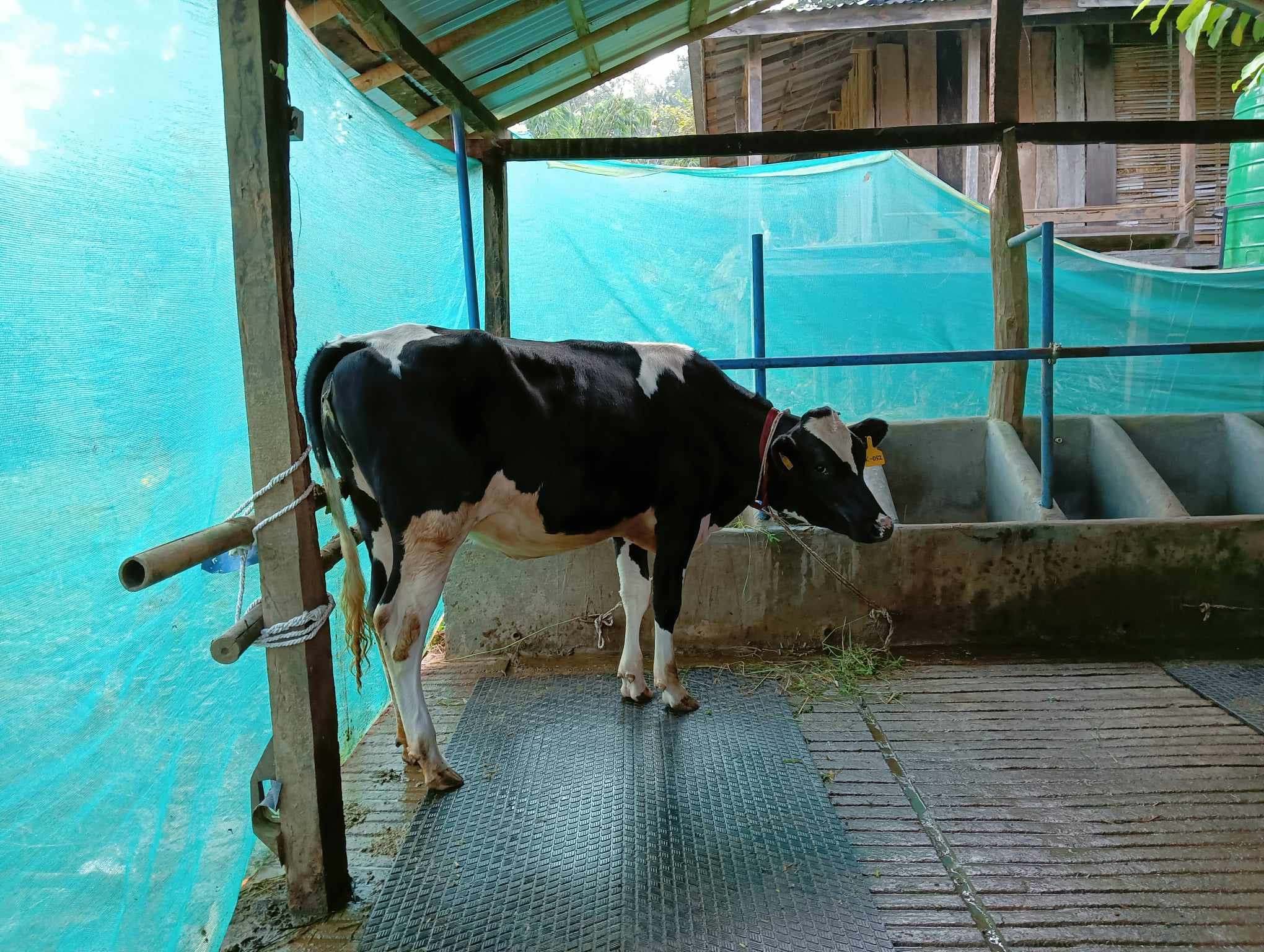 म्याटबिना भुइँमा नबस्ने कोरियन गाई !