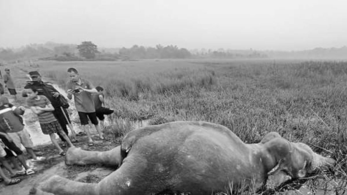 दलदलमा आधा डुबेको अवस्थामा हात्ती मृतावस्थामा फेला