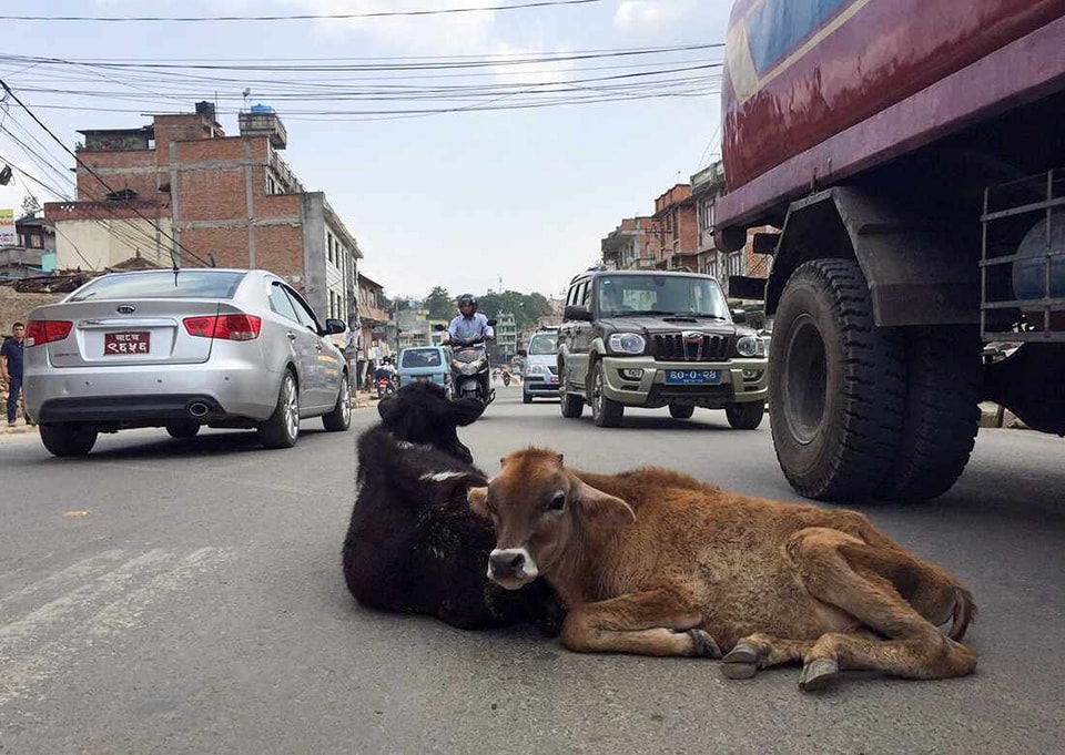 काठमाडौं महानगरले सडकका छाडा चौपायालाई भोलिदेखि काञ्जी हाउसमा राख्ने