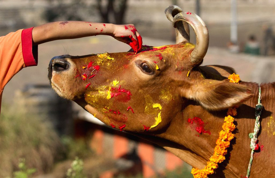 आज गाई तिहार, गाईको पूजाआजा गरी मनाइँदै
