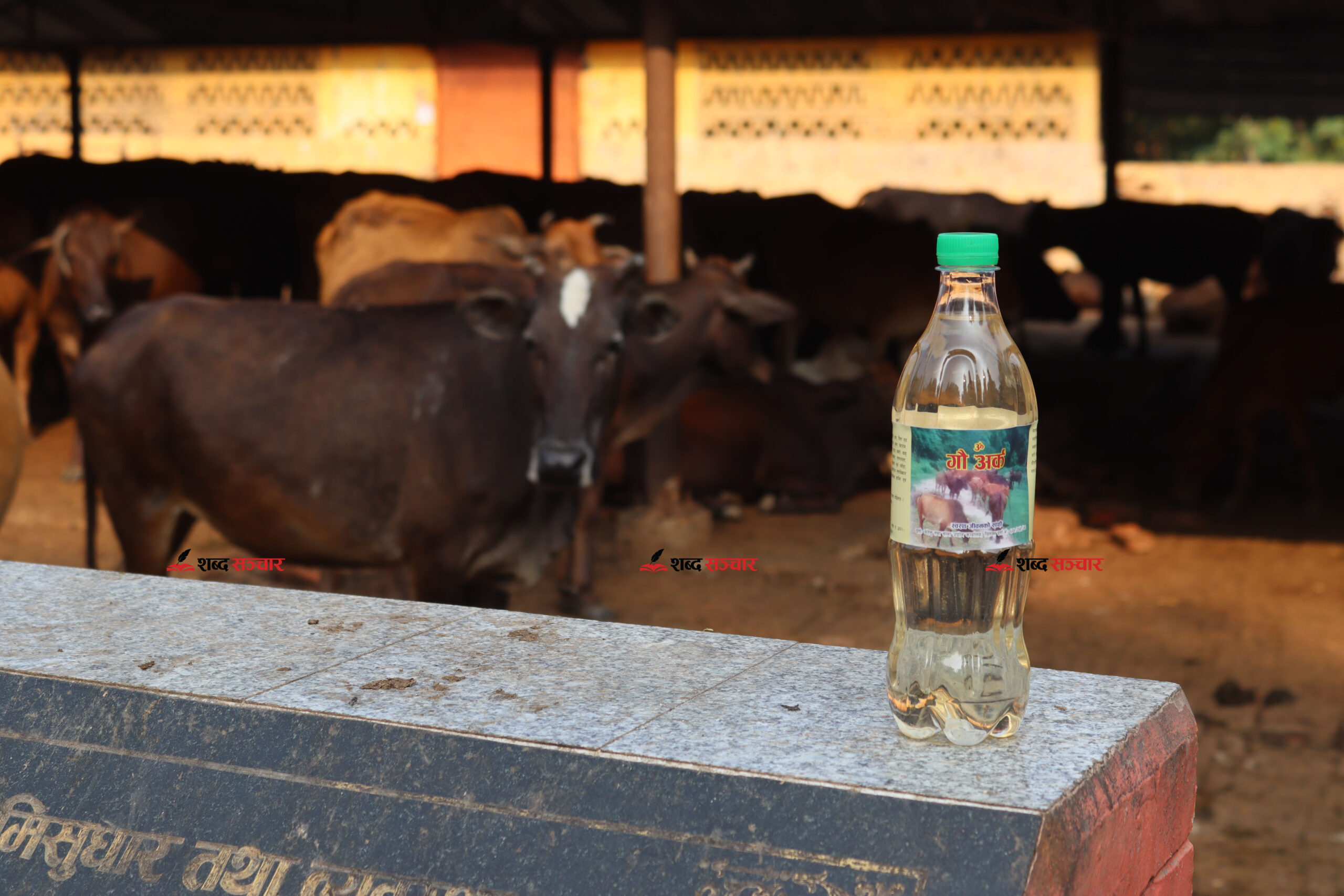 गौमुत्रबाट ‘अर्क’ बनाउँदै योगी नरहरिनाथ गौसंरक्षण केन्द्र