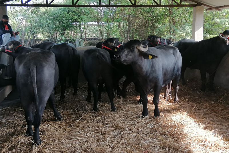 मुर्रा राँगाको वीर्य वैशाखबाट वितरण गरिने