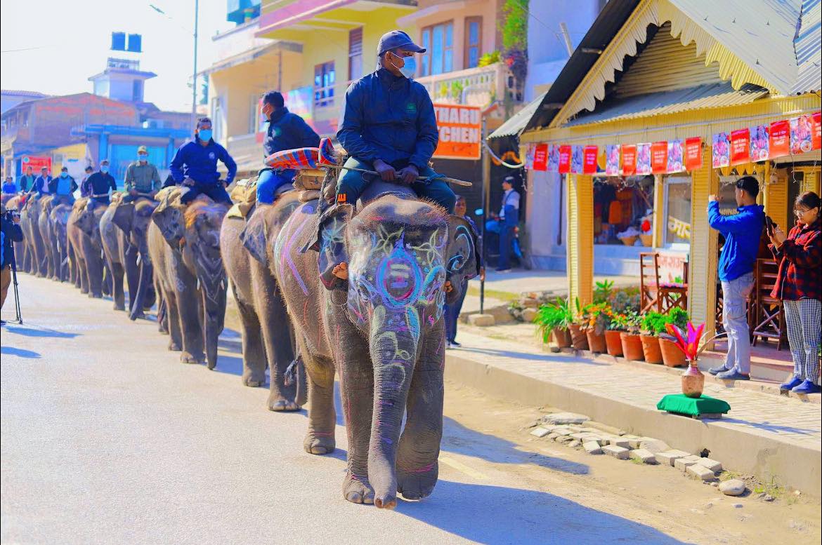 हात्ती सुन्दरी प्रतियोगितामा सात हात्तीको प्रतिस्पर्धा