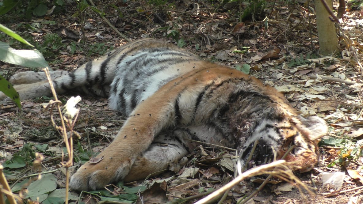 चितवन निकुञ्जमा मंसिरमा मरे दुई गैंडा, एक बाघ, निउरो टिप्ने ८ सहित ६५ जना कारबाहीमा