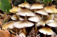 चितवनमा विषालु जङ्गली च्याउ खाँदा तीन चेपाङ बालबालिकाको मृत्यु