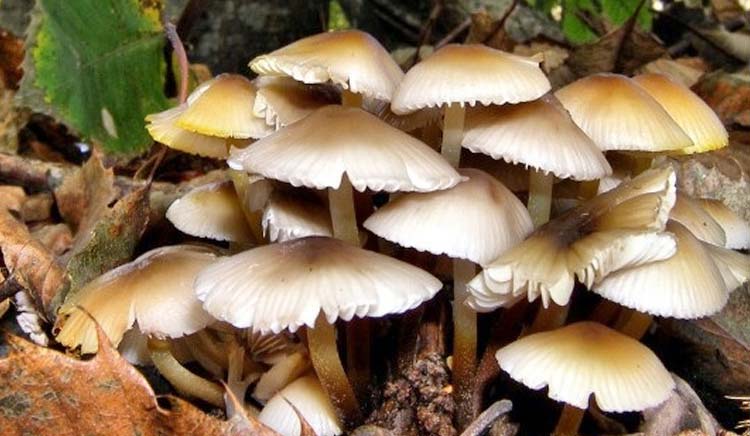 विषालु च्याउ खाएर नवलपुरमा १६ जना बिरामी, दुईको अवस्था गम्भीर