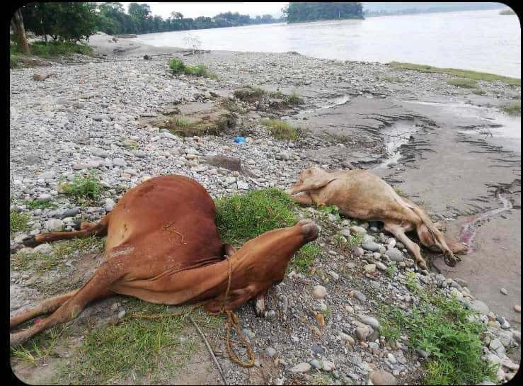 नारायणी नदीकिनारमा दुई वटा गाई मृत फेला, कसैले फालेको आशंका