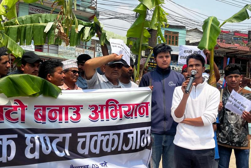 सडक निर्माणका लागि दबाब दिन सडकमै रोपियो केराको बोट