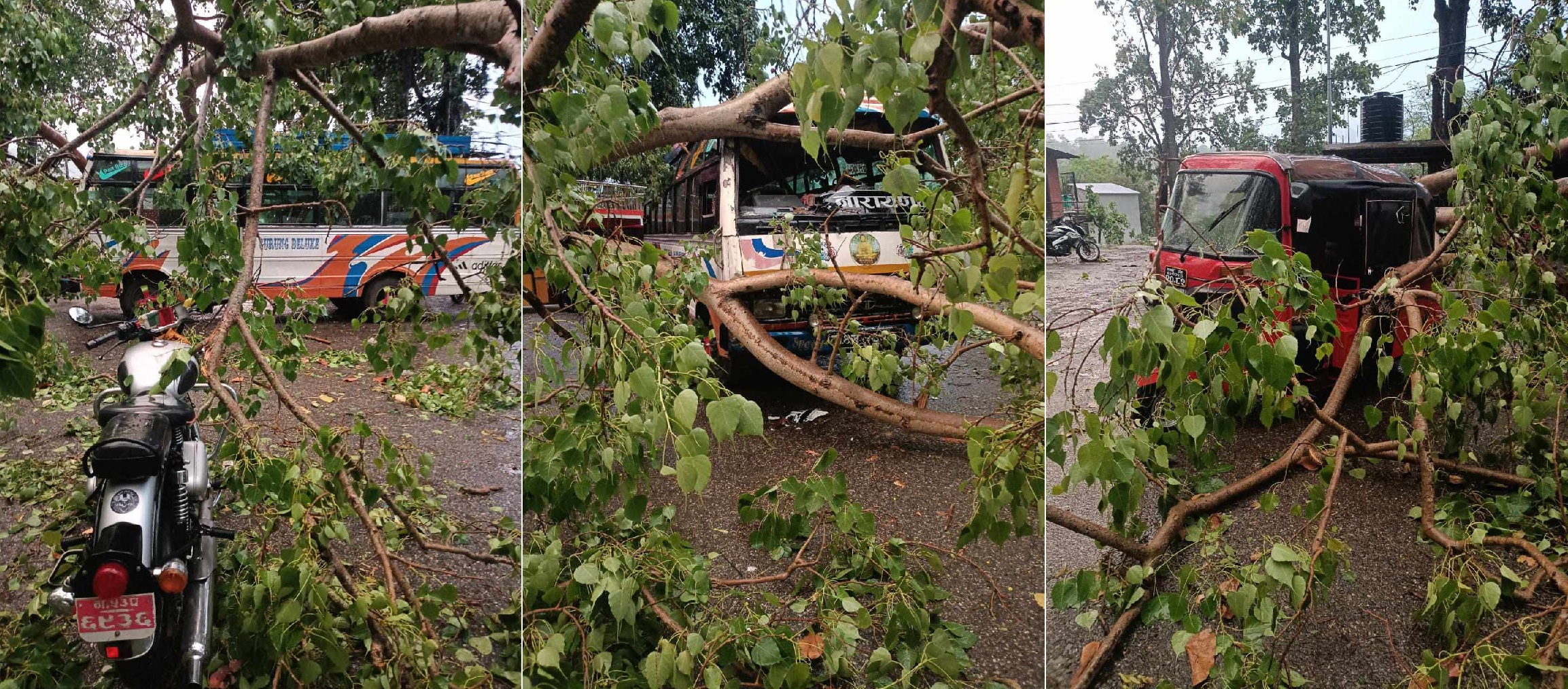 चितवनको देवघाटमा हावाहुरीले रुख ढाल्दा तीन वटा गाडी च्यापिए