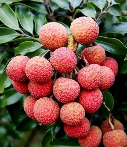 लिची धेरै नखानुहोस्, नत्र निम्तिन सक्छ यस्ता स्वास्थ्य समस्या