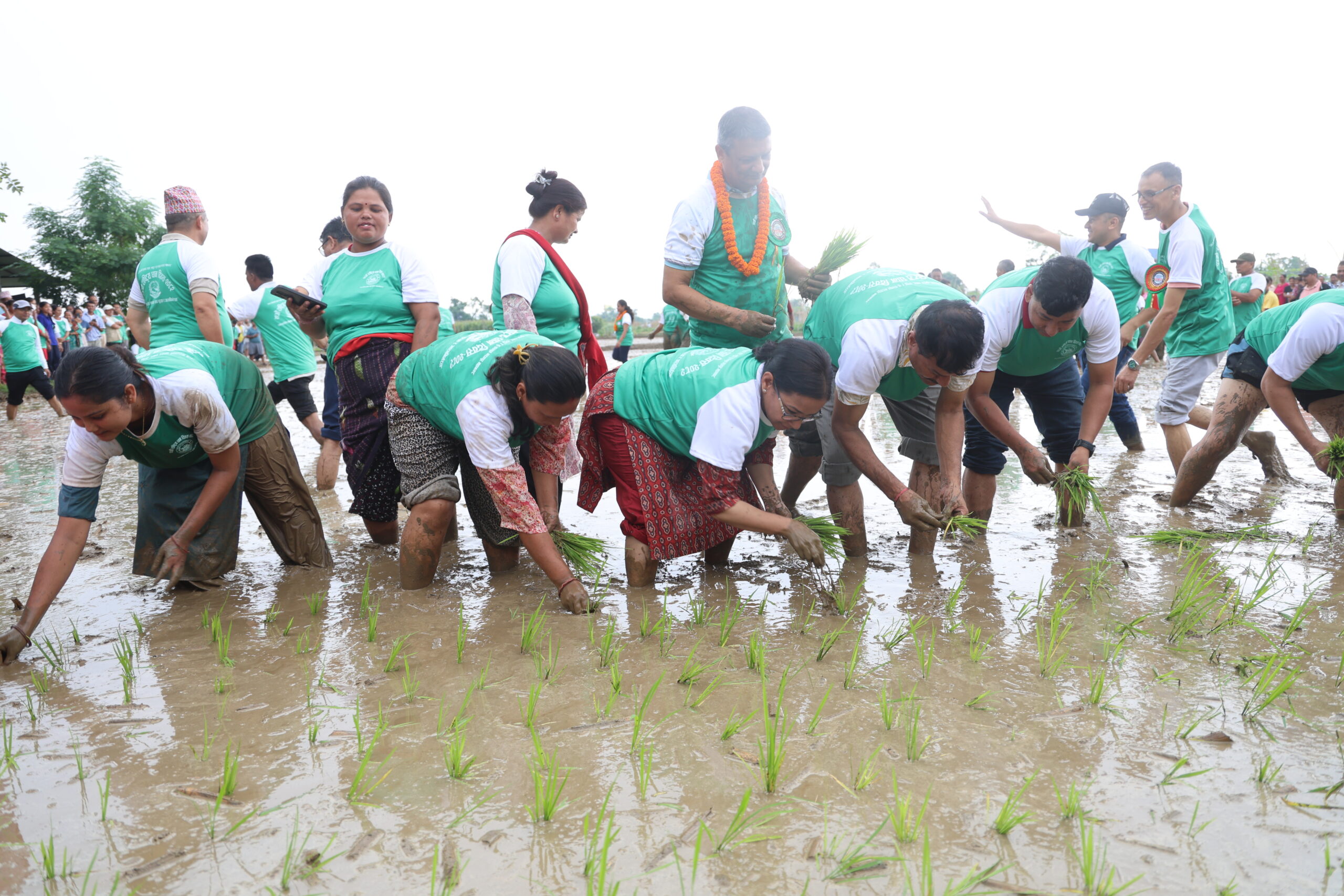 चितवनमा मनाइयो राष्ट्रिय धान दिवस