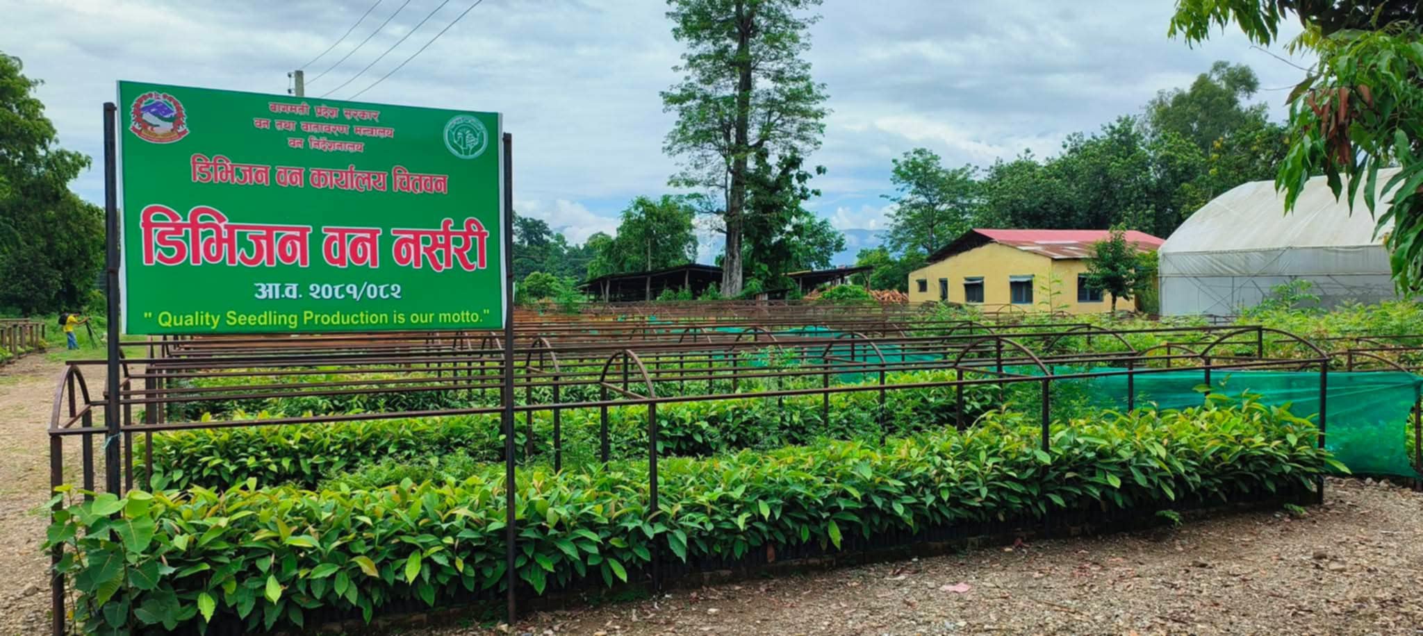 झण्डै २ लाख बिरुवा नि:शुल्क वितरण गर्दै डिभिजन वन