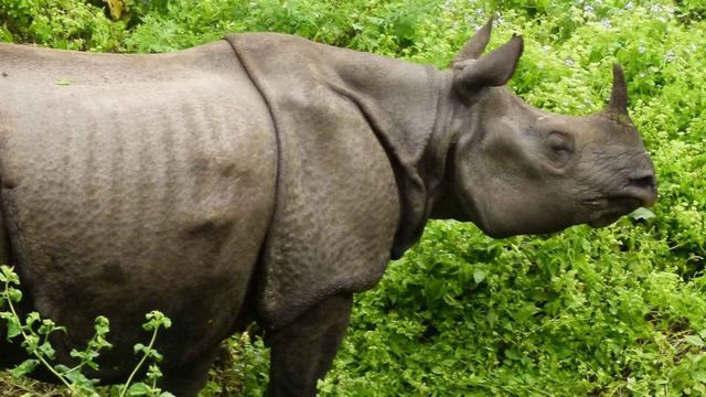 गैँडाको आक्रमणबाट नवलपुरमा एक जना घाइते